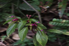 Sonerila tinnevelliensis